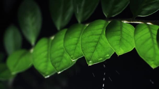 Капля Воды Листья Растения Ночью — стоковое видео