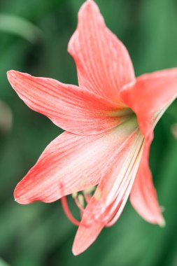 Taze yaprakların mercan arka plan yaşayan. Yıl 2019 rengini