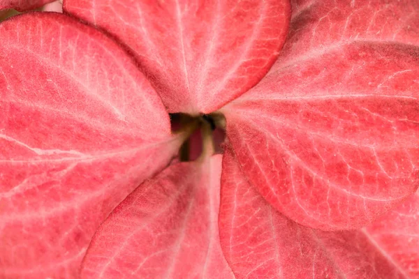 Living Coral Background Fresh Leaves Color Year 2019 — Stock Photo, Image