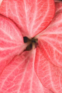 Taze yaprakların mercan arka plan yaşayan. Yıl 2019 rengini