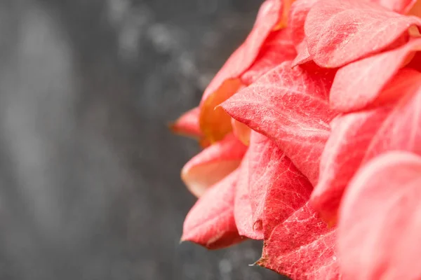 活珊瑚背景的新鲜叶子 2019年的颜色 — 图库照片