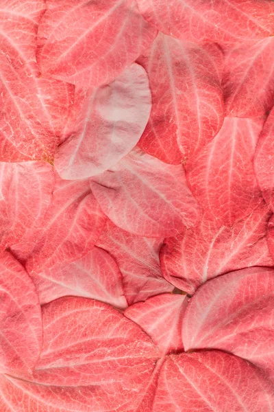 活珊瑚背景的新鲜叶子 2019年的颜色 — 图库照片