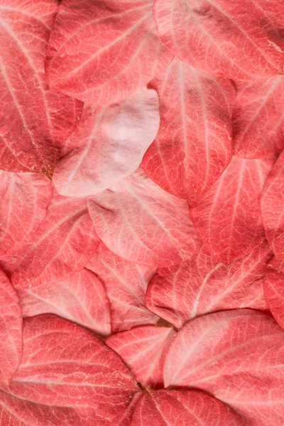 Living Coral Background Fresh Leaves Color Year 2019 — Stock Photo, Image