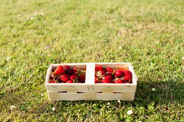 Concept Van Organische Berry Voeding Het Rijk Aan Oxidant Kom — Stockfoto