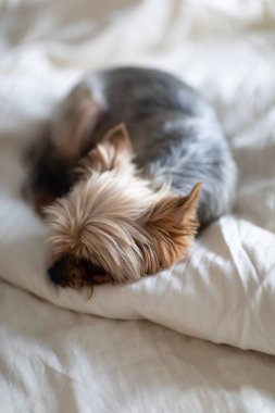 Yatakta yatan sevimli küçük yorkshire terrier yakından görünümü. Küçük köpek zeki ve üzgün gözlere bakar. İnsanların en iyi dostu. Yorkshire Terrier.