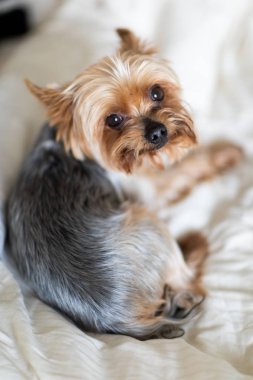 Yatakta yatan sevimli küçük yorkshire terrier yakından görünümü. Küçük köpek zeki ve üzgün gözlere bakar. İnsanların en iyi dostu. Yorkshire Terrier.