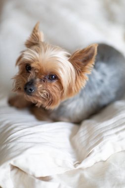 Yatakta yatan sevimli küçük yorkshire terrier yakından görünümü. Küçük köpek zeki ve üzgün gözlere bakar. İnsanların en iyi dostu. Yorkshire Terrier.