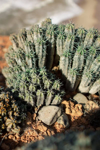 Cactus nel deserto in Marocco . — Foto Stock