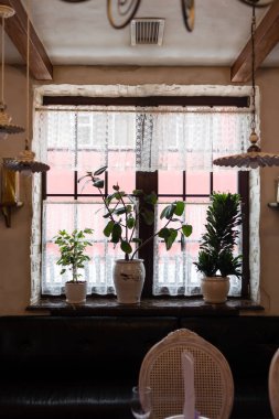 Pencere pencere yakınındaki Canlı çiçekler