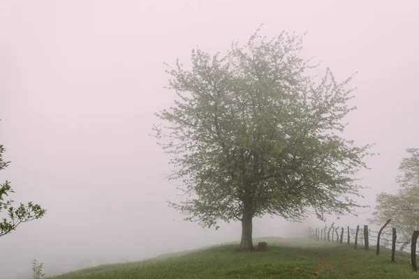 Forested Mountain Slope Low Lying Cloud Evergreen Conifers Shrouded Mist — Stock Photo, Image