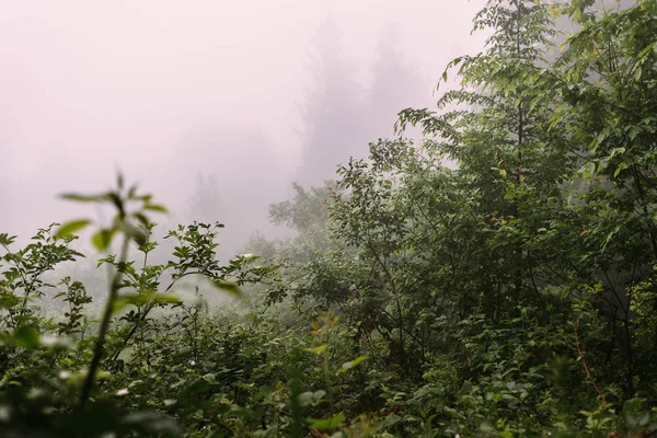 Morning Fog Mountain Slopes Carpathian Mountains Ukraine Europe — Stock Photo, Image