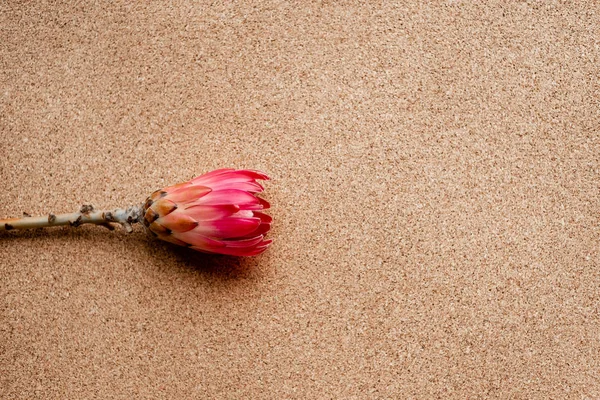 Un brote de flor escarlata sobre un hermoso fondo rosa. Imagen de flores . —  Fotos de Stock