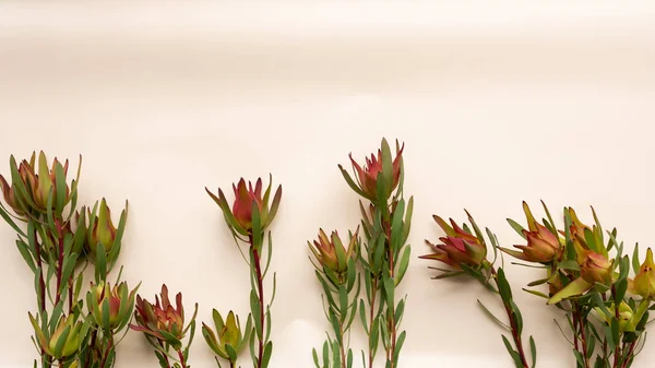 La naturaleza en la imagen. Hermoso diseño de ramitas verdes de flores . —  Fotos de Stock