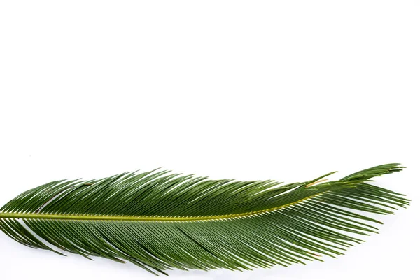 Green feather on white background. Nature, green. Art. — Stock Photo, Image