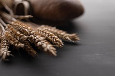 bir spikelet buğday taneleri yakın çekim, koyu ekmek yakın yatıyor