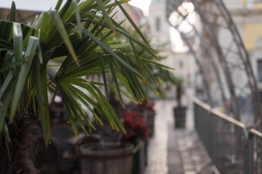 Palmiye dalları yakın, şehir caddesi peyzajı