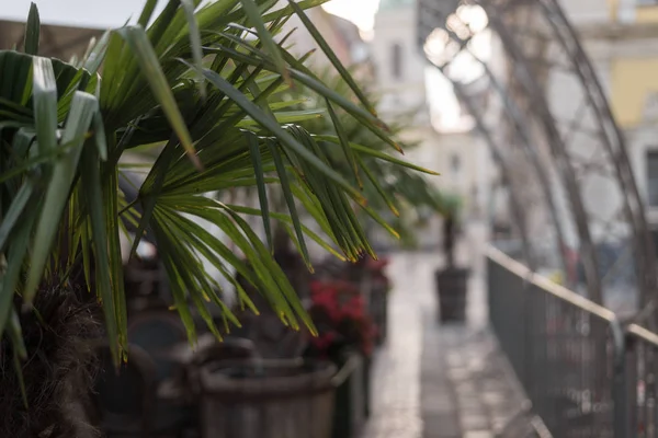 Palm tree branches close-up, city street landscaping — Stock Photo, Image