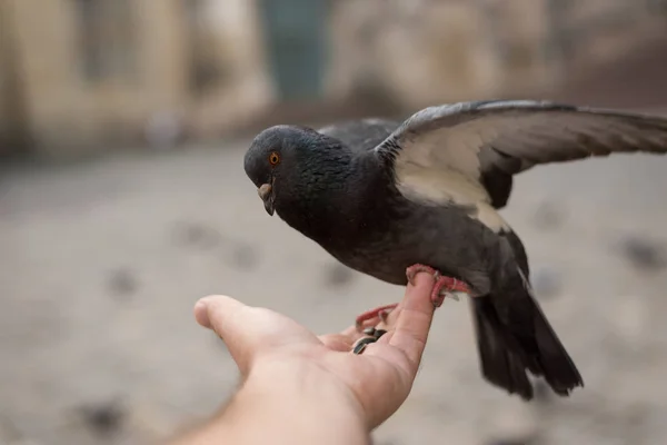 Pigeons on the streets, feeding grain from the hand. Entertainment for tourists — Stockfoto