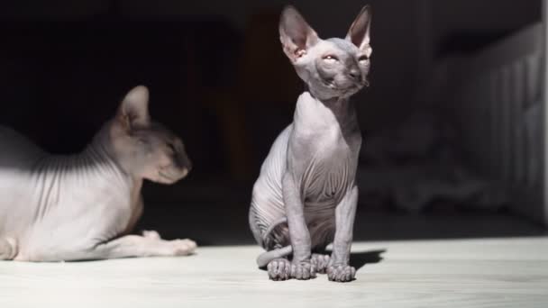 Close Gatinho Esfinge Careca Sente Chão Luz Sol Imagens Alta — Vídeo de Stock