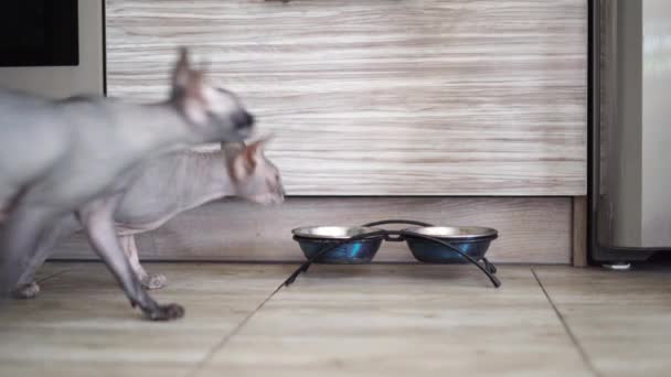 Close Female Hand Pouring Food Cats Bowl Family Bald Sphinxes — Stock Video