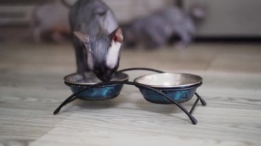 Kedi maması için bir kase yakın plan. Kel Sphynx kedileri gelip yemek yer. - Evet. Yüksek kalite 4k görüntü