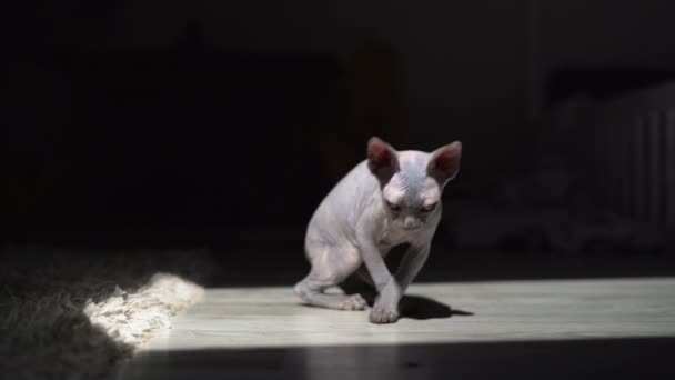 Close Kitten Sitting Floor Bald Sphinx Large Ears Basking Rays — Stock Video