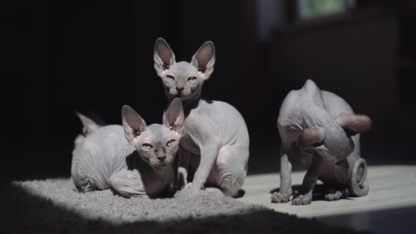 Three funny bald sphinx cats are sitting at home on the carpet. — Stock Video