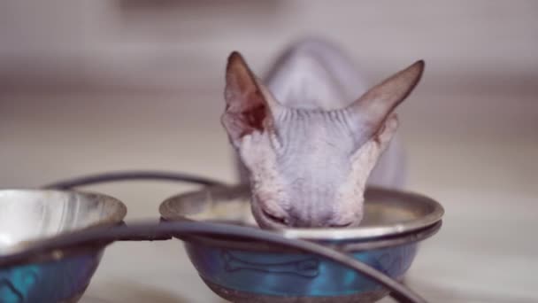 Φαλακρή Σφίγγα γάτα τρώει φαγητό σε ένα μπολ. — Αρχείο Βίντεο