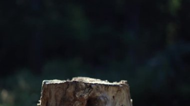 İki fincan sıcak çay boş bir kütüğe konur. Buhar kahvenin üzerine gider.
