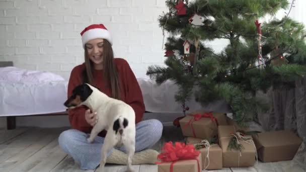 Ein junges Mädchen mit rotem Hut und Pullover sitzt neben einem Weihnachtsbaum und hat Spaß beim Spielen mit Hund Jack Russell — Stockvideo