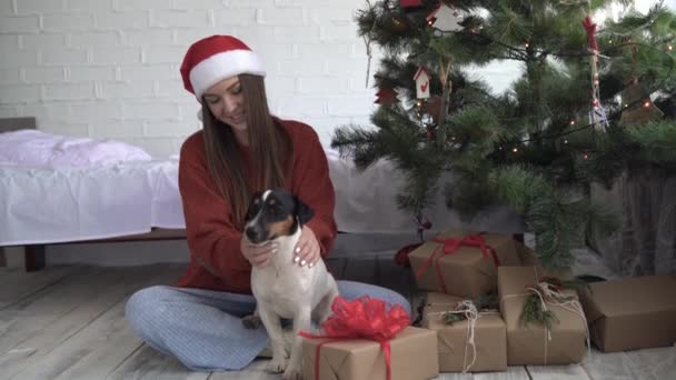 Une jeune fille vêtue d'un chapeau rouge et un pull est assis près d'un arbre de Noël et s'amuse à jouer avec un chien Jack Russell — Video