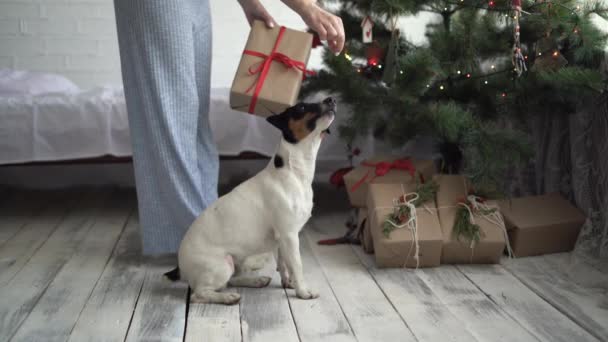 Pies femeninos cerca del árbol de Navidad. Perro jack russell se sienta en el suelo y espera un regalo — Vídeo de stock