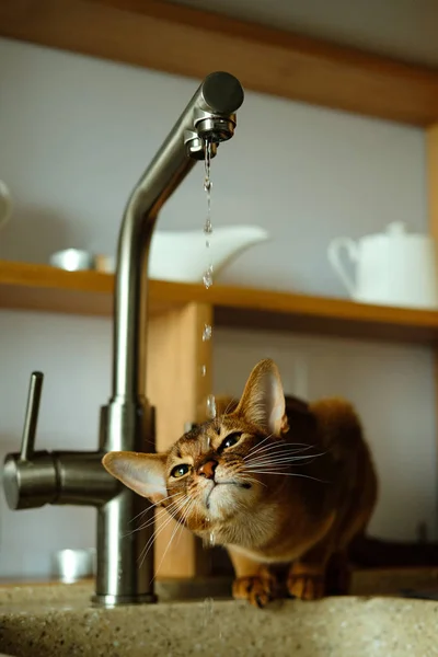 Abyssinian cat drinks water from the tap