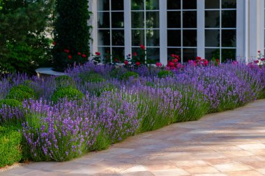 Dışarıda, arka planda ev pencereleri olan lavanta ve buxus çalıları olan bir kaldırımda. Yazın güneşli bir gün