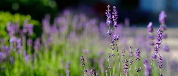 Closeup Tiro Flores Lavanda Coloridas Fora Dia Verão — Fotografia de Stock