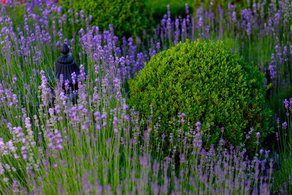 Nahaufnahme Von Lavendelblüten Mit Buxusbüschen Draußen Einem Sommertag — Stockfoto