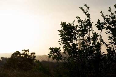 Akşam gökyüzü ve uzun otların silüeti  