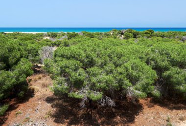 Çam ormanı ve turkuaz Akdeniz içinde doğal park, La Mata. Costa Blanca. İspanya