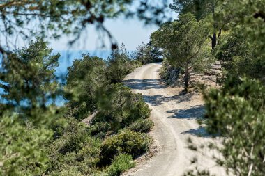 Ibiza Adası'nın dağlarda çam ormanı yolundan. Balearic Islands, İspanya