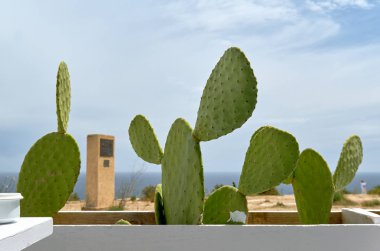 Mavi bulutlu gökyüzü ve Akdeniz'e karşı üst üste ekili kaktüsler Close-up. İspanya