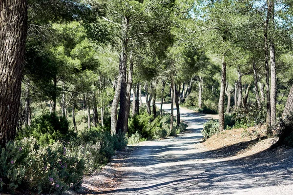 Διαδρομή Μέσα Από Πευκόδασος Στα Βουνά Του Νησιού Της Ίμπιζα — Φωτογραφία Αρχείου