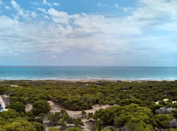 在海岸线附近的松树林 Woodline 绿松石田园风情的地中海 沙滩和多云的蓝天 Campomar 阿利坎特 哥斯达黎加海岸 西班牙 — 图库照片