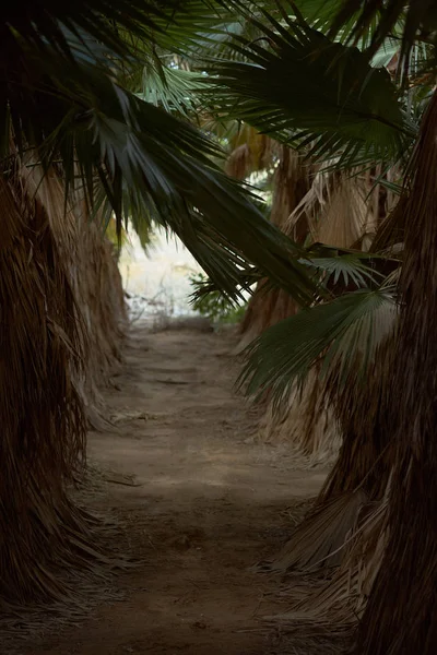 Perspektivní Pohled Stezce Lemované Palm Stromy Svěží Suché Listy Listy — Stock fotografie