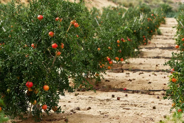 Ripe Ready Pick Grapefruit Hanging Bush Tropical Climate South Spain — Stock Photo, Image