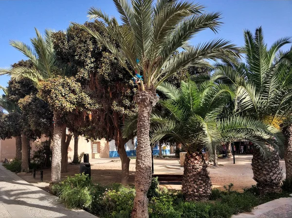 Palmbomen Straat Van Het Eiland Tabarca Aan Zomer Het Kleine — Stockfoto