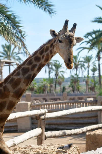 Sám Žirafa Stojící Plotem Safari Parku Při Pohledu Fotoaparát Proti — Stock fotografie