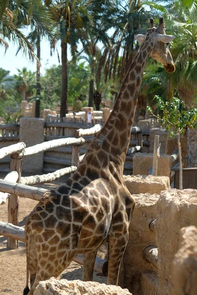 Žirafa Stojící Plotem Safari Parku Zadní Pohled Zezadu — Stock fotografie