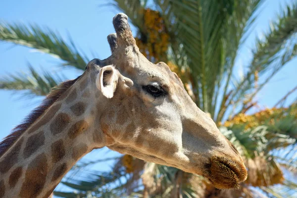 Zblízka Profilu Ústí Žirafa Modré Slunečné Oblohy Palmou Bujné Listy — Stock fotografie