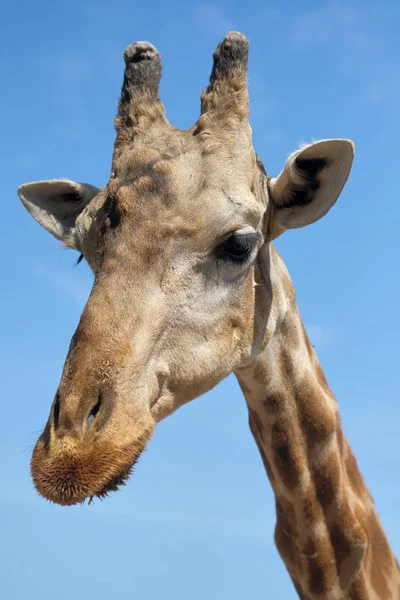 Zavřete Upo Ústí Africká Žirafa Proti Modré Slunečné Nebe Španělsko — Stock fotografie