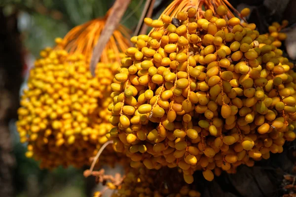 Close Ripe Dates Hanging Palm Phoenix Dactylifera Photo Taken South — Stock Photo, Image